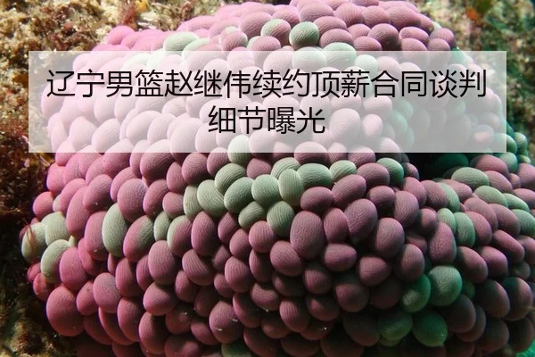 辽宁男篮赵继伟续约顶薪合同谈判细节曝光